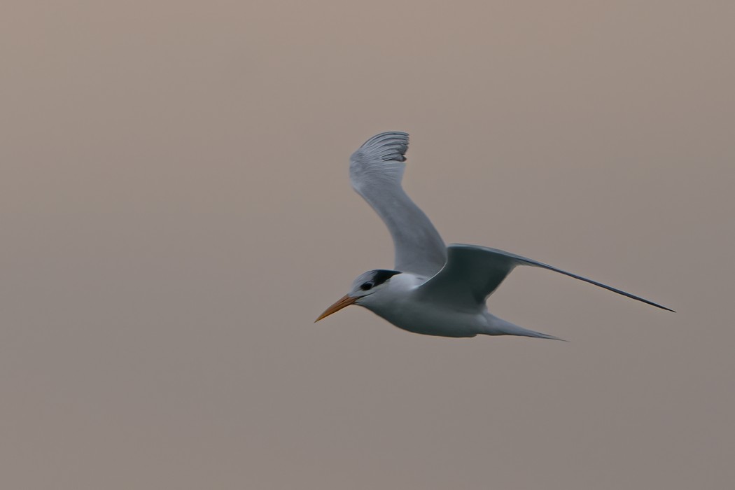 Lesser Crested Tern