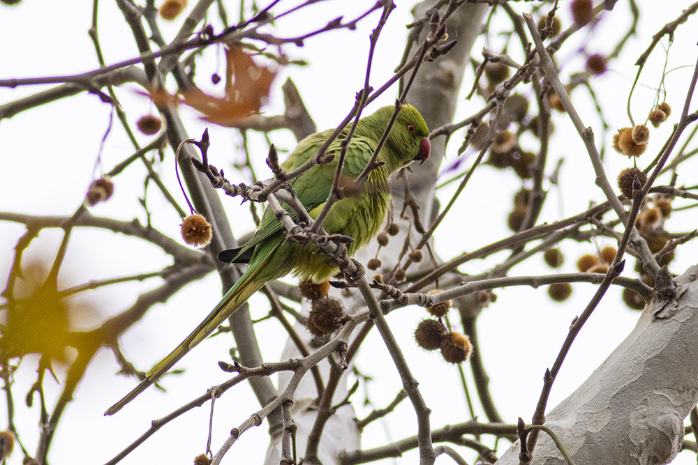 Rose-ringed Parakeet