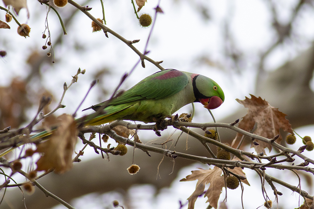 Alexandrine Parakeet