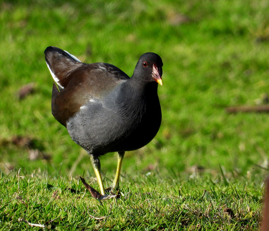Common Moorhen