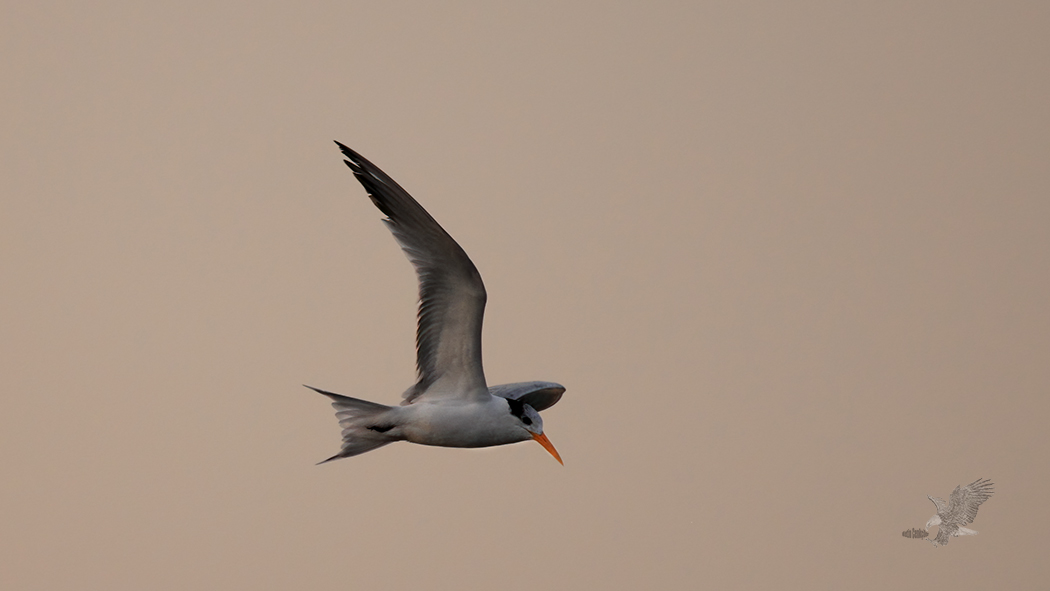Lesser Crested Tern