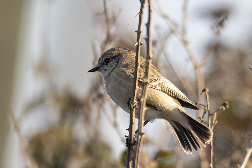 Siberian Stonechat