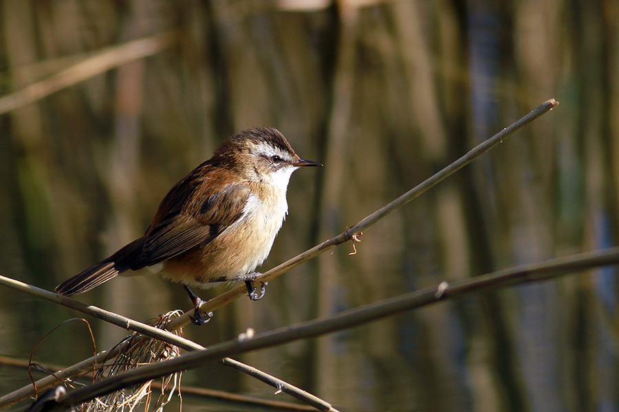 Moustached Warbler