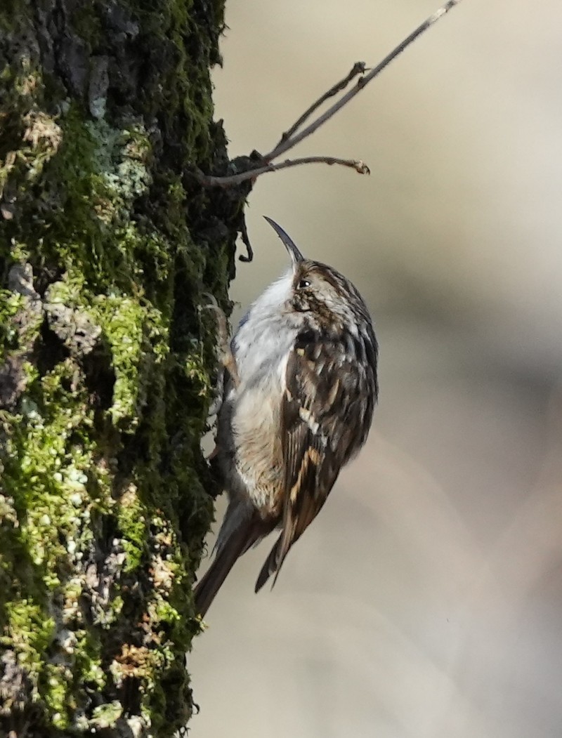Short-toed Treecreeper