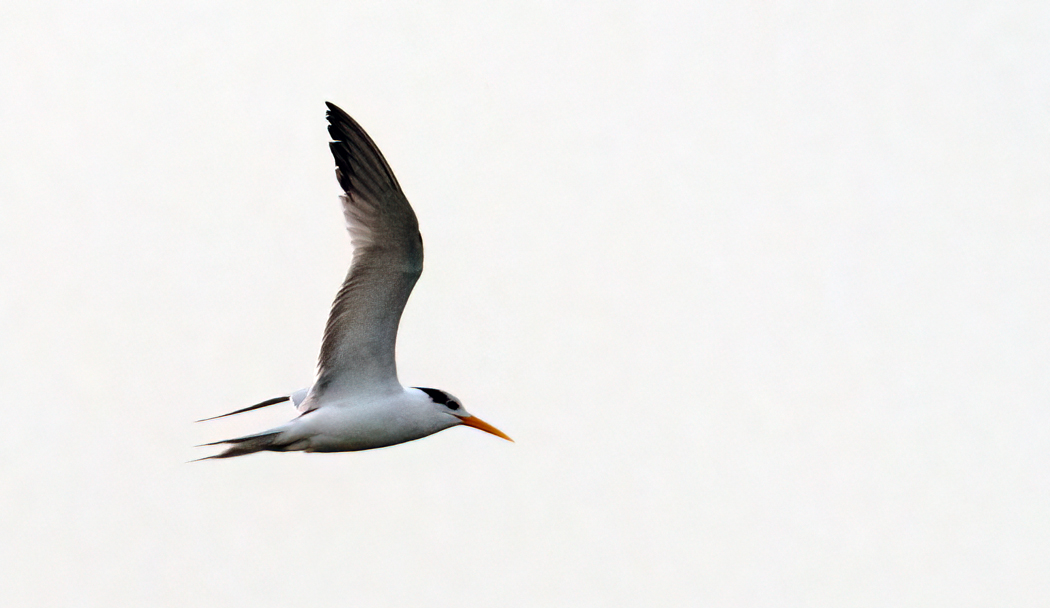 Lesser Crested Tern