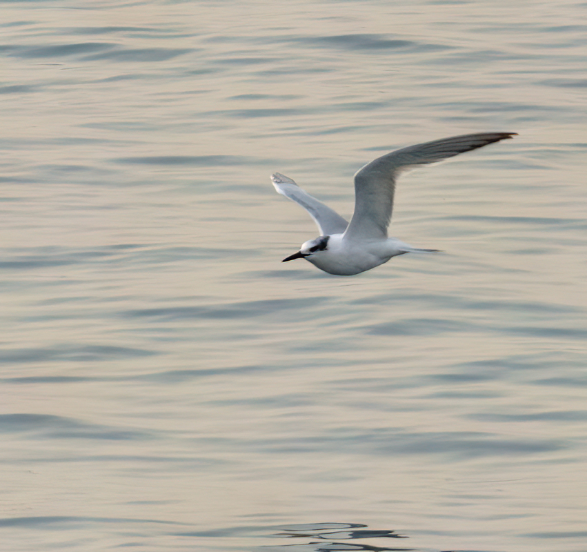 Sandwich Tern