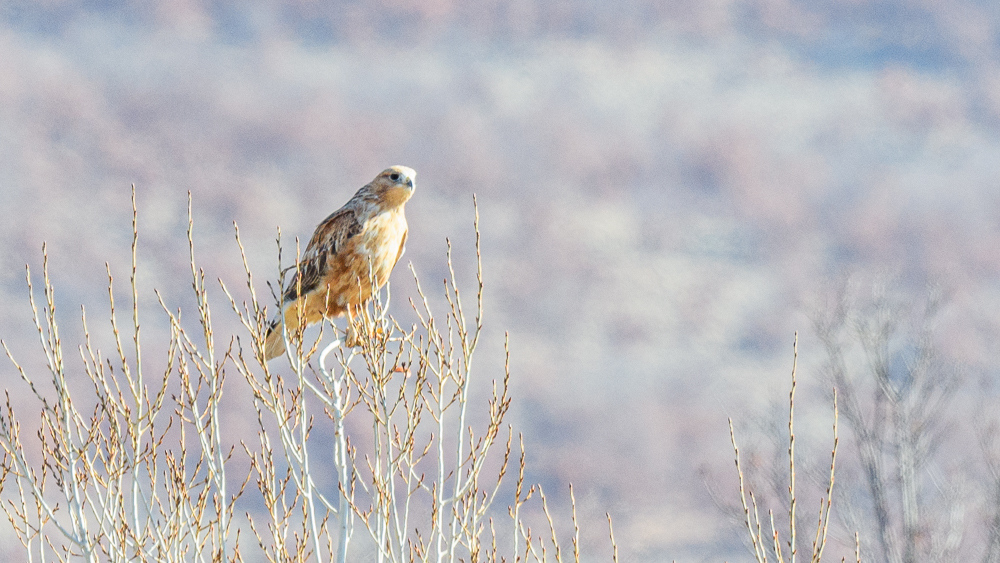 Long-legged Buzzard