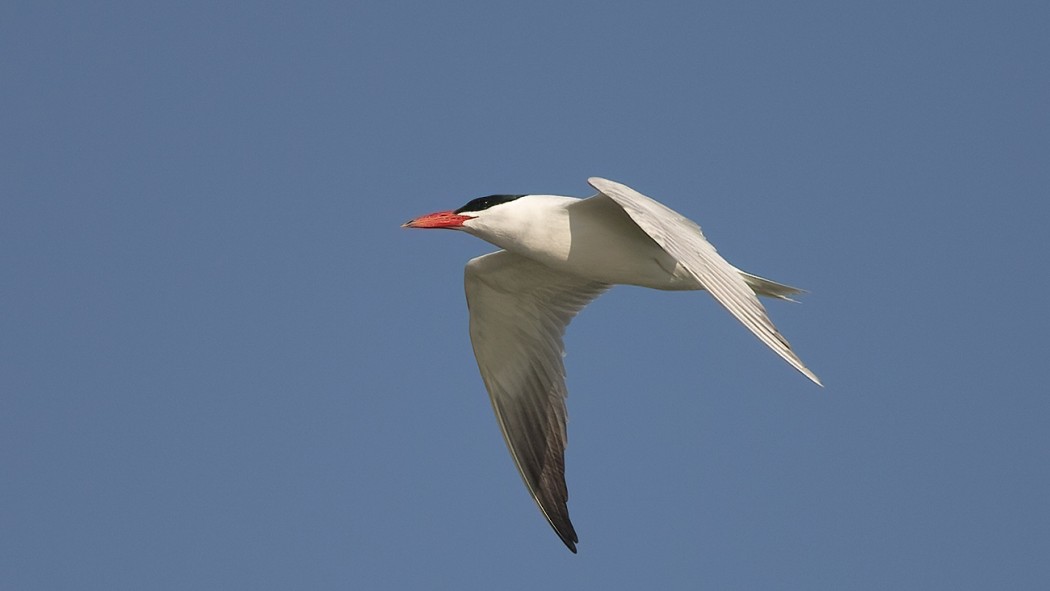 Caspian Tern