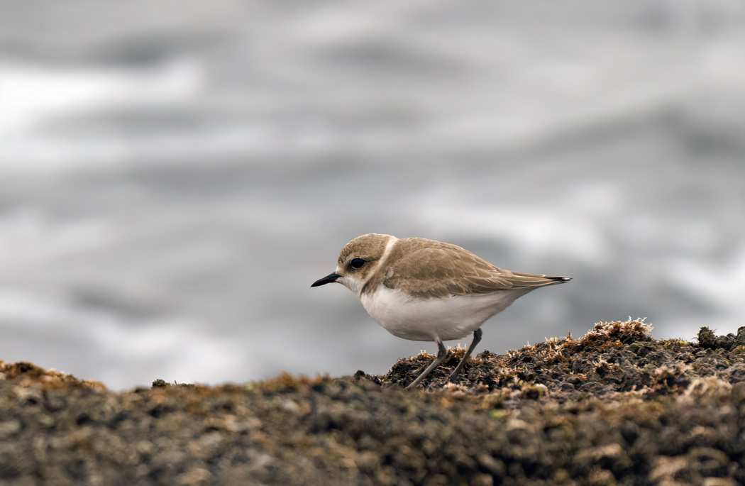Kentish Plover