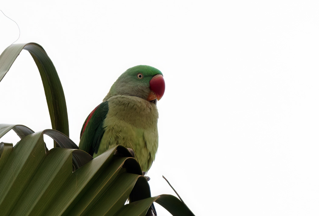 Alexandrine Parakeet