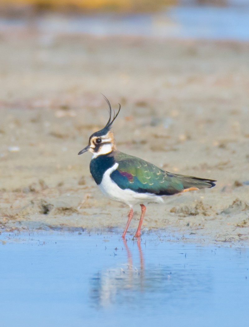 Northern Lapwing