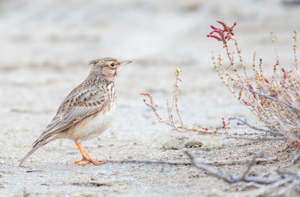 Crested Lark