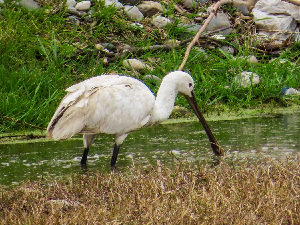 Eurasian Spoonbill