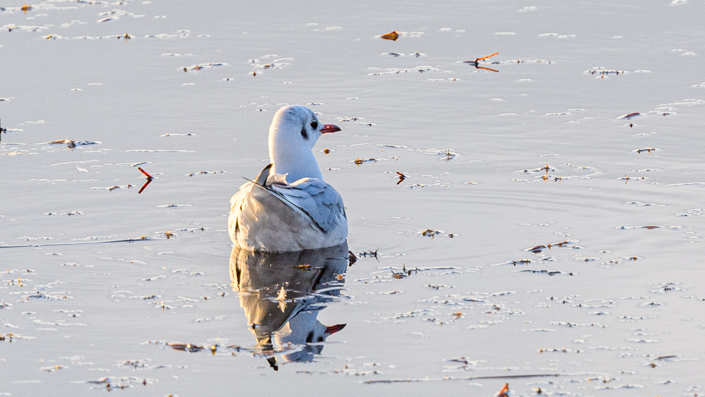 Black-headed Gull
