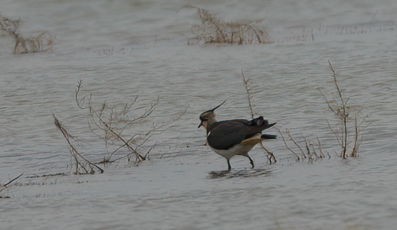 Northern Lapwing