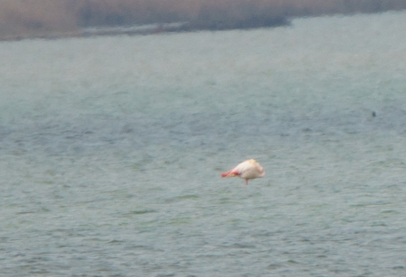 Greater Flamingo