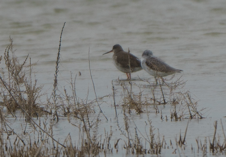 Common Greenshank