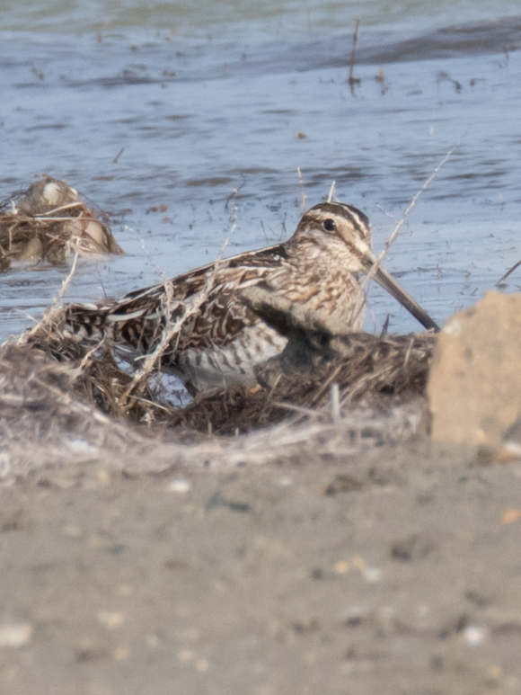 Common Snipe
