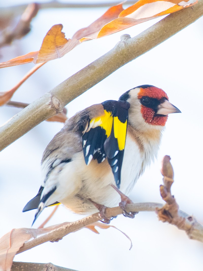 European Goldfinch