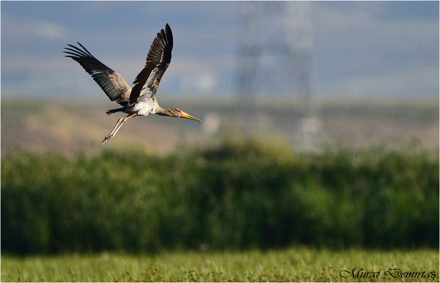 Yellow-billed Stork