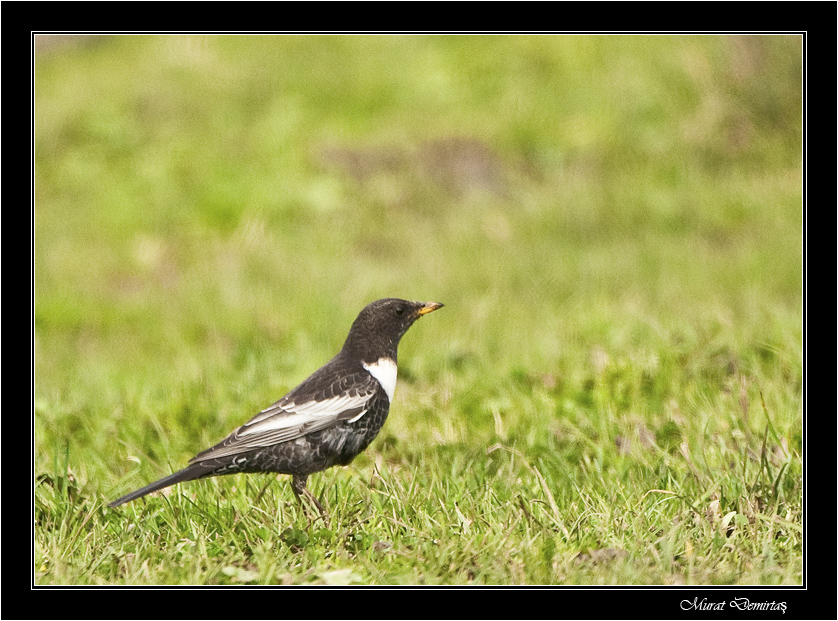 Ring Ouzel