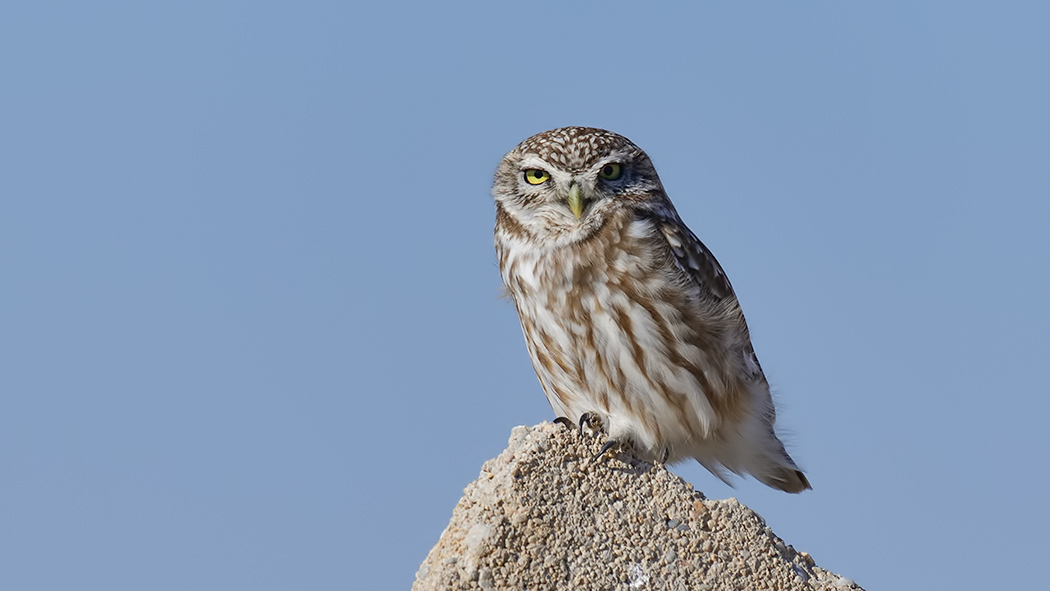Little Owl