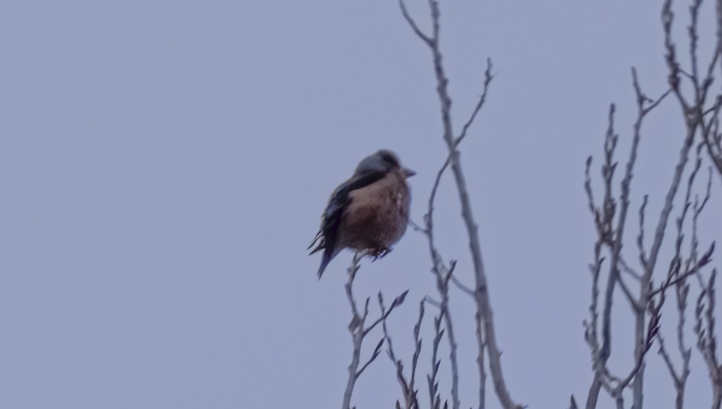 Hawfinch