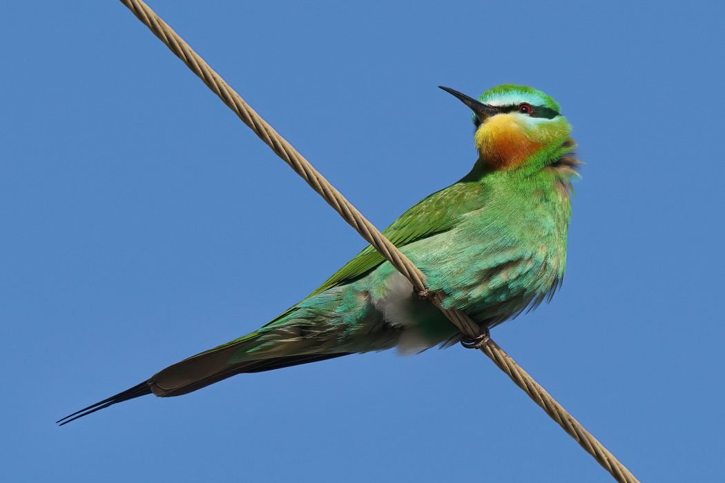 Blue-cheeked Bee-eater