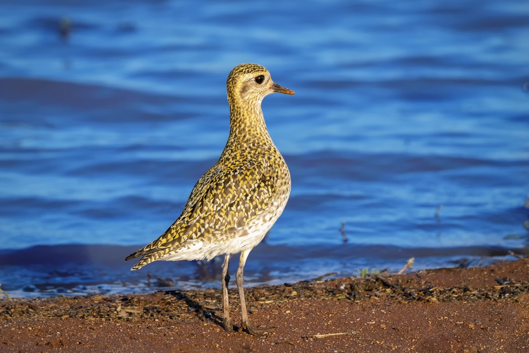 European Golden Plover