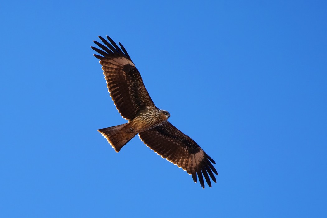 Black Kite