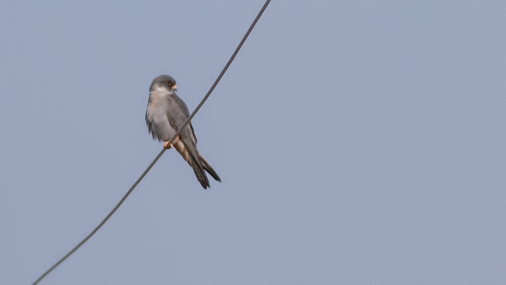 Red-footed Falcon
