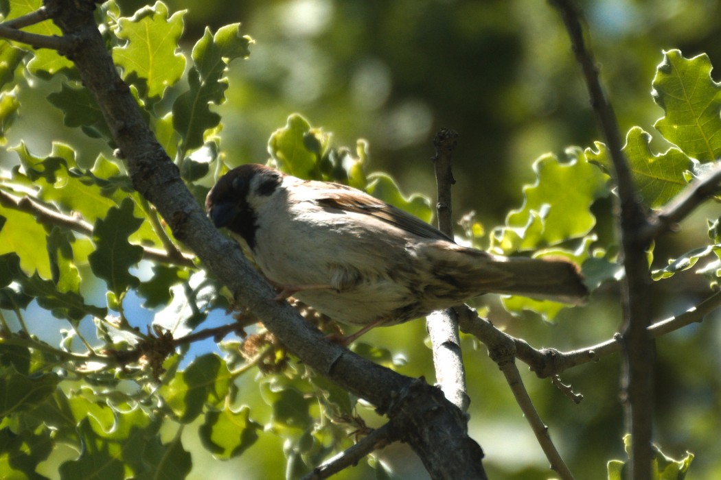 Eurasian Tree Sparrow