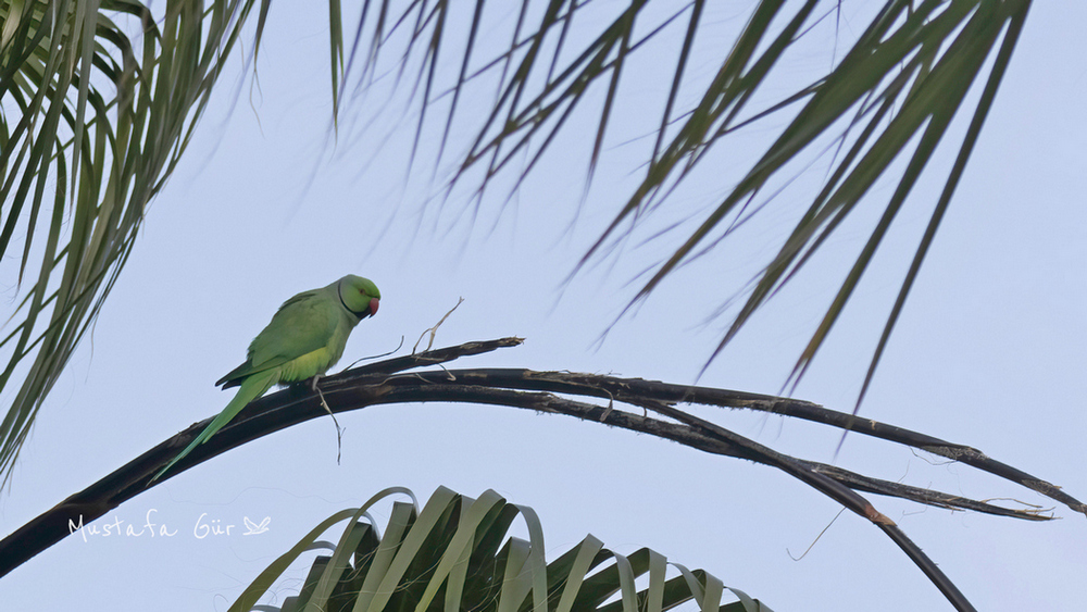 Rose-ringed Parakeet