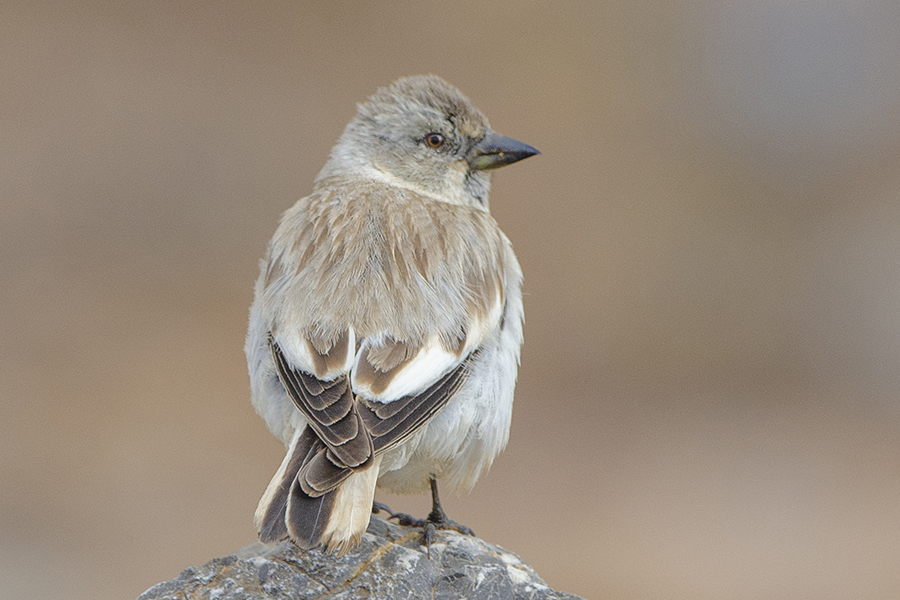 White-winged Snowfinch