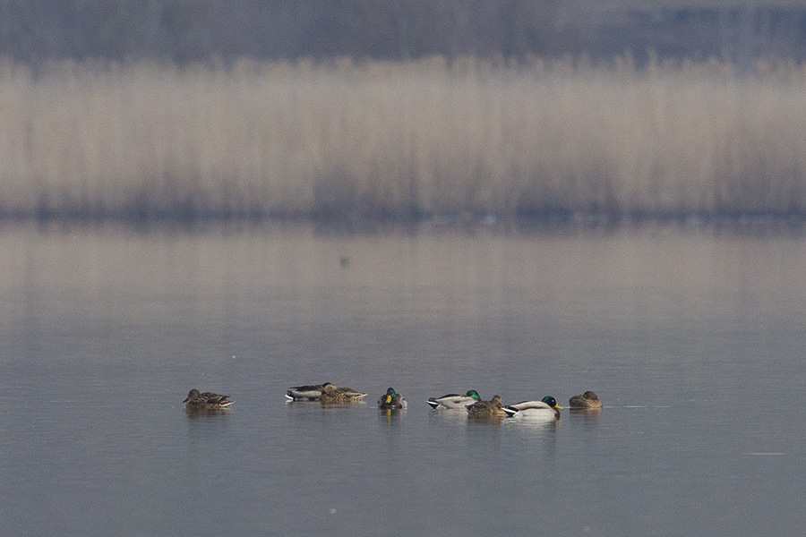 Mallard