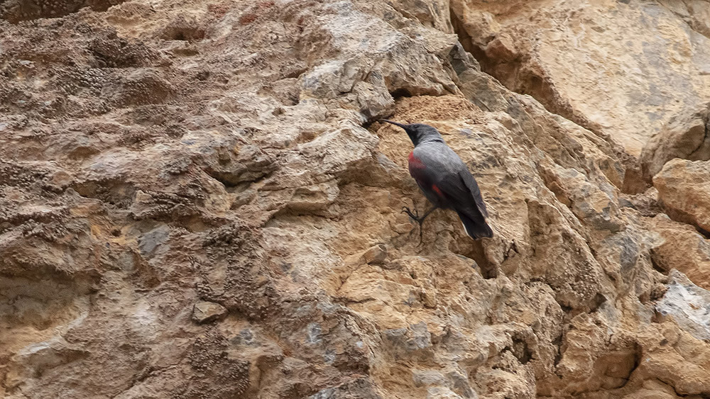 Wallcreeper