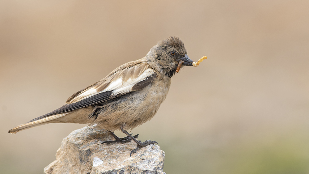 White-winged Snowfinch