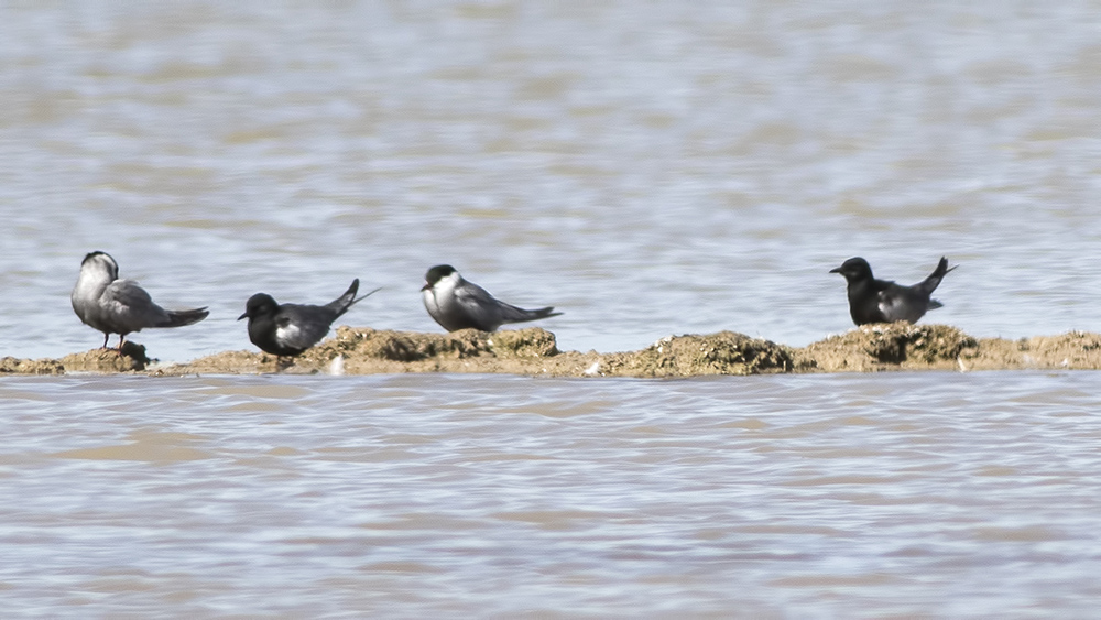 White-winged Tern
