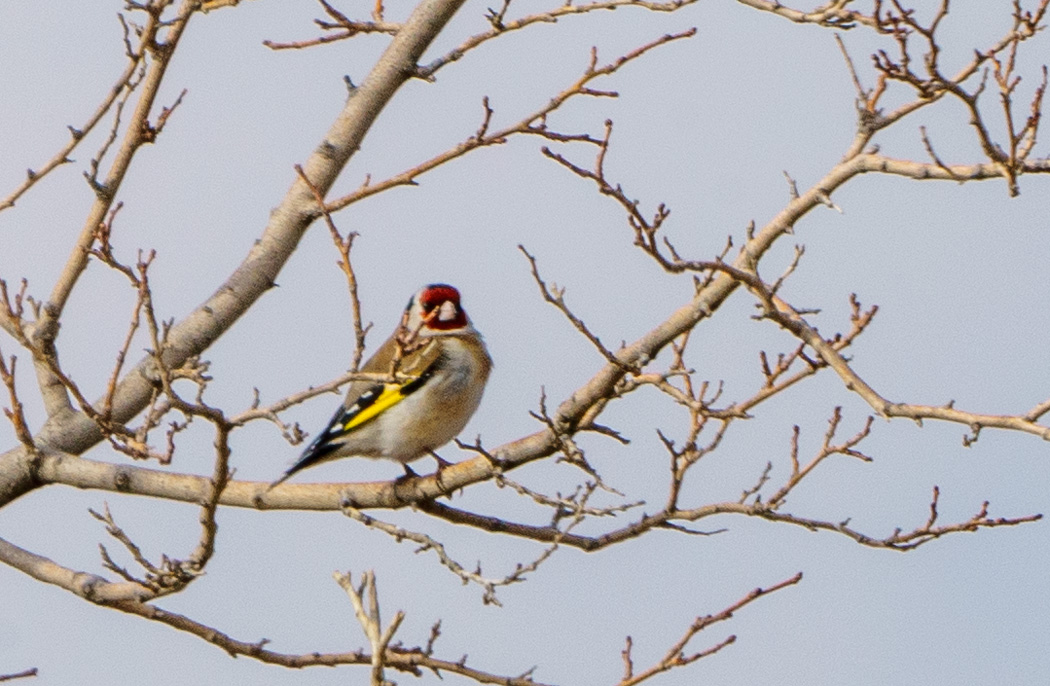 European Goldfinch