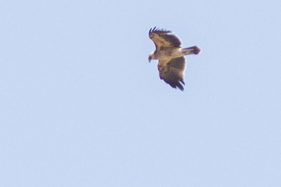 Booted Eagle