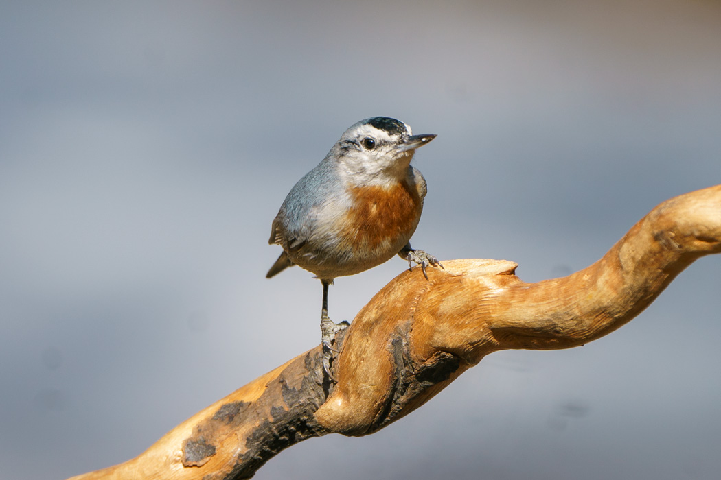 Krüper`s Nuthatch