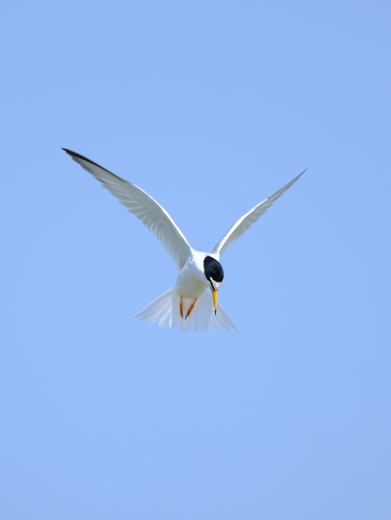 Little Tern