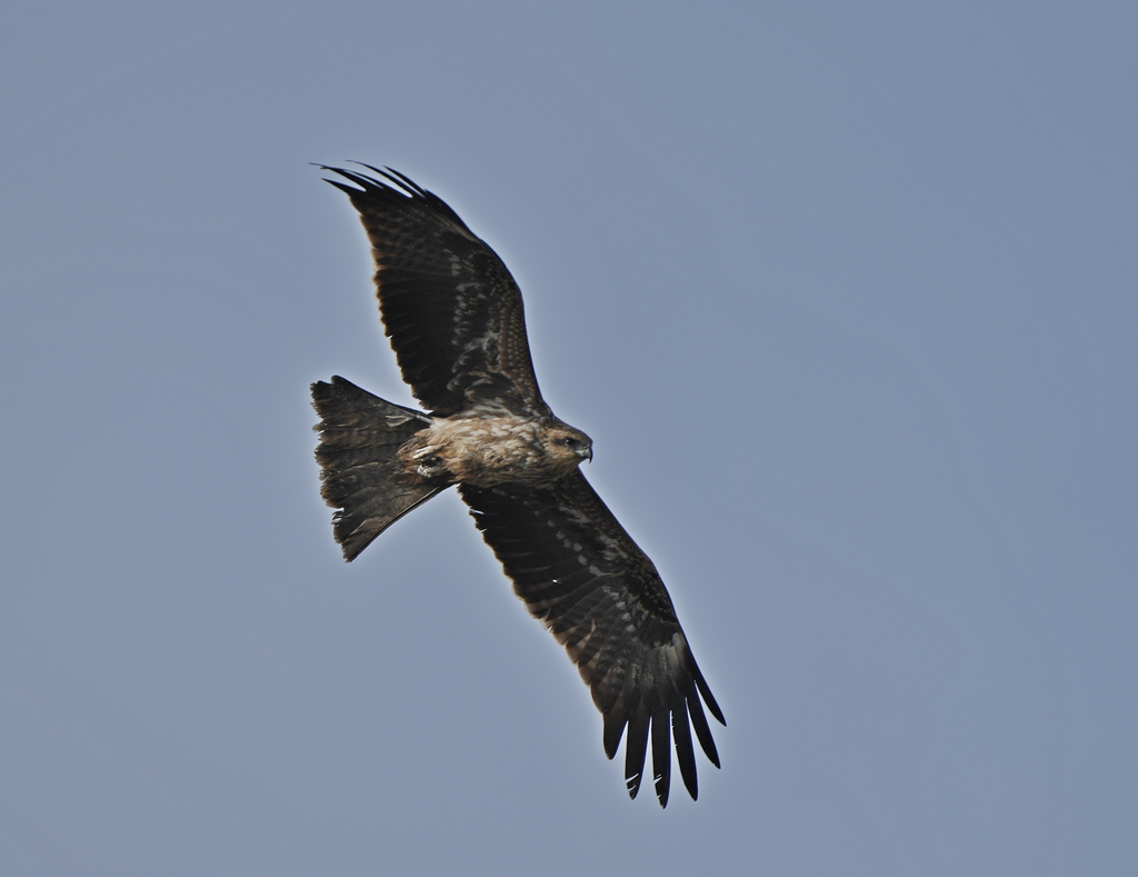 Black Kite