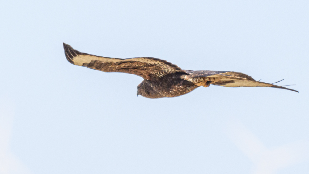 Common Buzzard