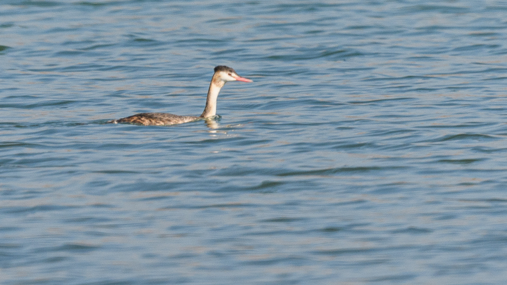 Great Crested Grebe