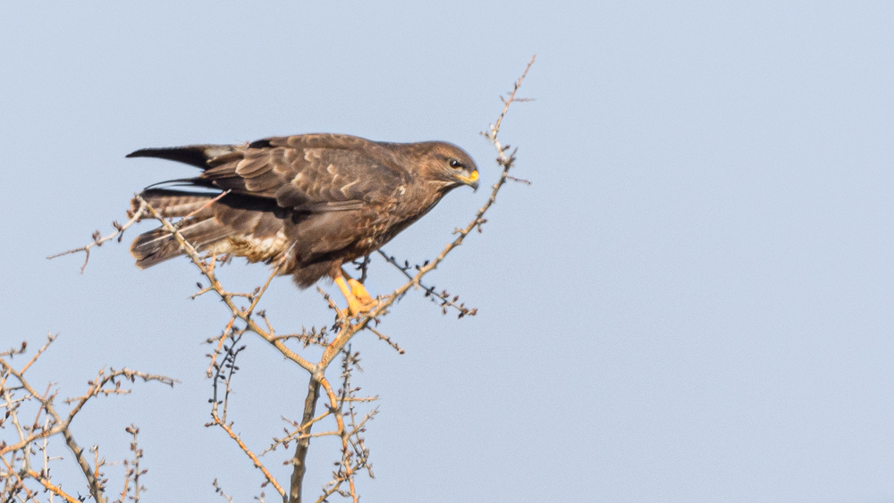 Common Buzzard