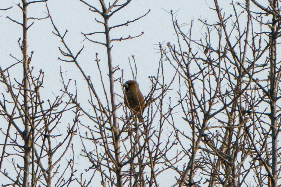 Hawfinch
