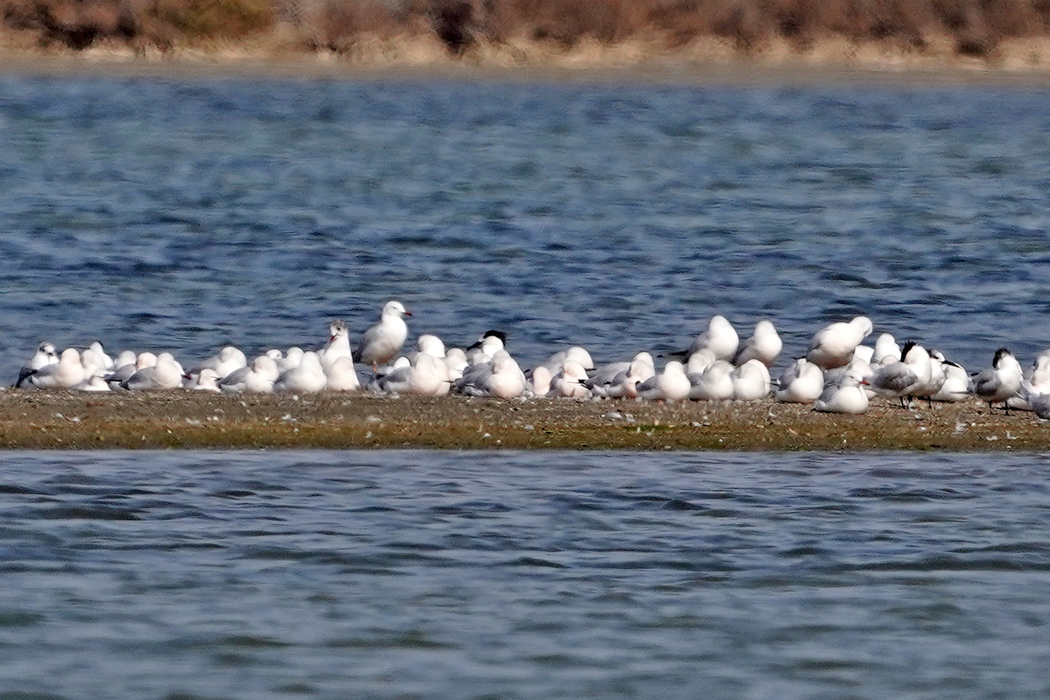 Sandwich Tern