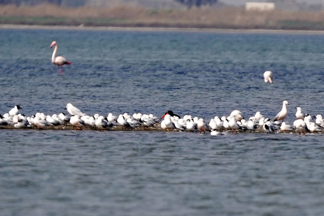 Eurasian Oystercatcher