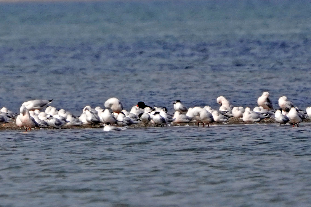 Lesser Crested Tern